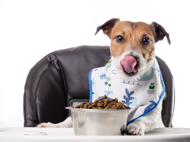 There is a range of vegan dog food on the market
