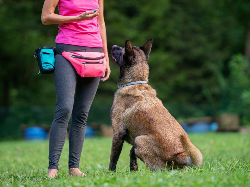 Training your dog is an essential aspect of dog ownership