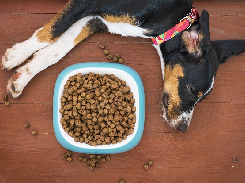 With free-feeding you still have to monitor your dog's intake
