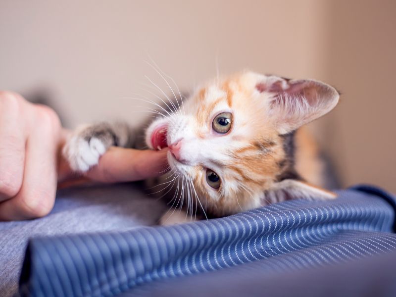 You may have to train your kitten not to bite