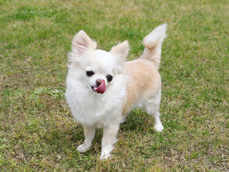 A Chihuahua standing on grass sticking out tongue
