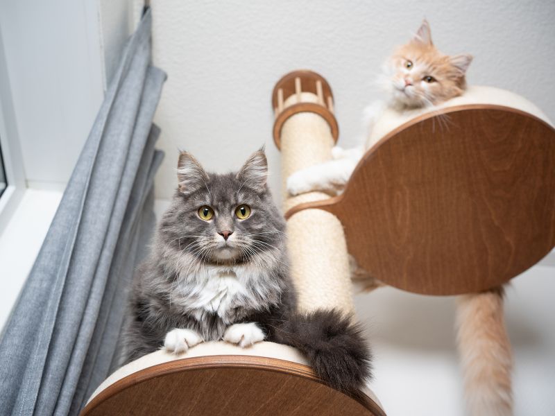 A scratching post can be combined with a climbing area for your cats to enjoy