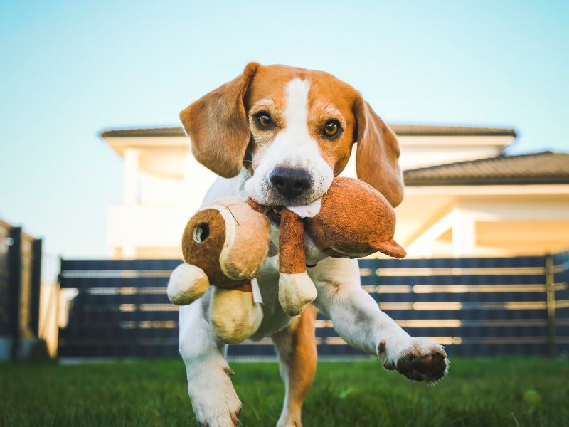 Beagles love to play