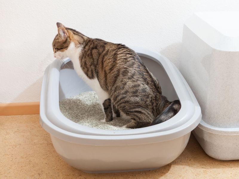 Cats prefer to use a litter tray in a quiet area