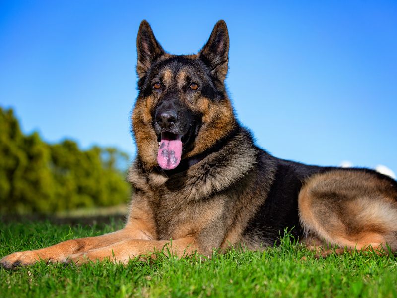 German Shepherds excel in obedience and protection
