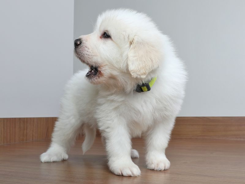 Great Pyrenees puppy barking