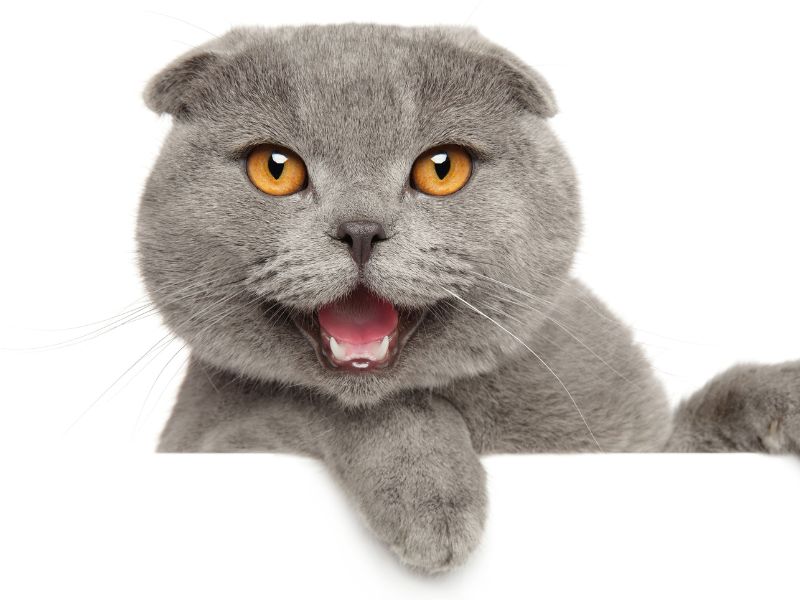 Happy looking Scottish Fold Cat