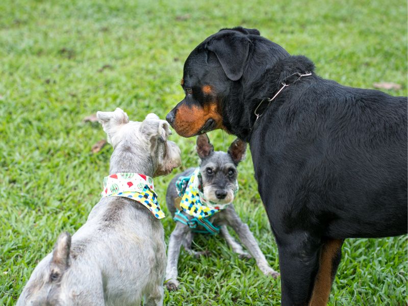 It's important for dogs to socialize with other dogs