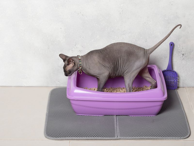 Litter trays should be clean with plenty of clean litter to encourage the cat to use