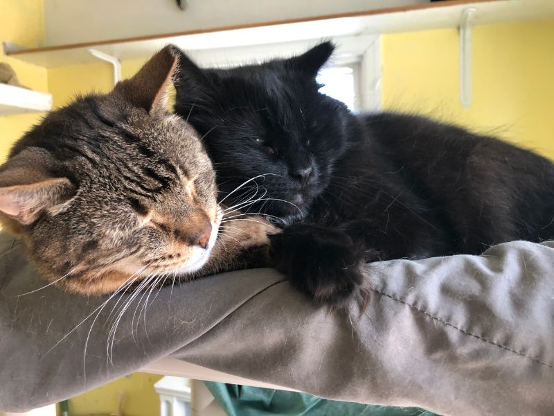 Once cats get used to each other they can get along great