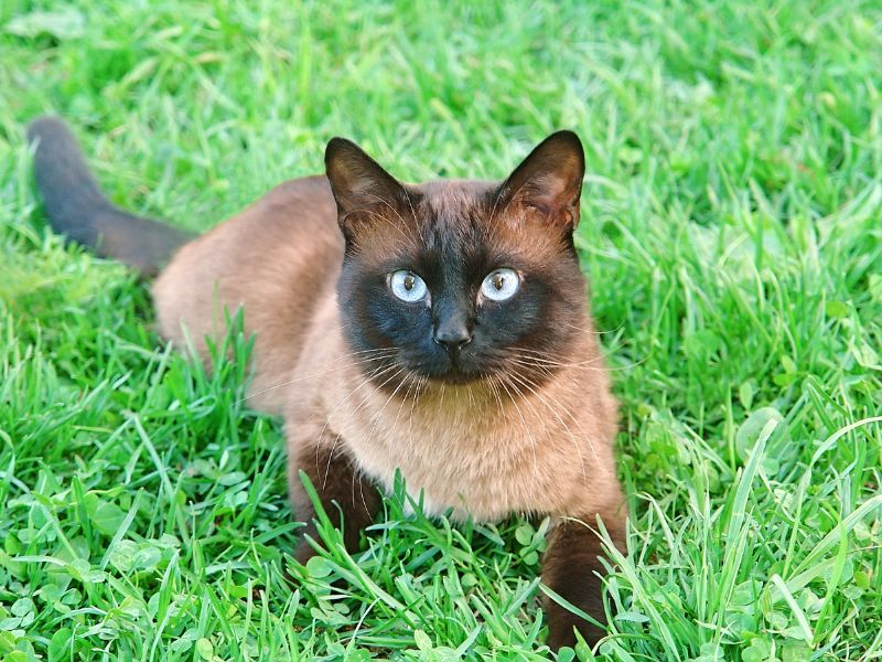 Siamese cat lying on grass