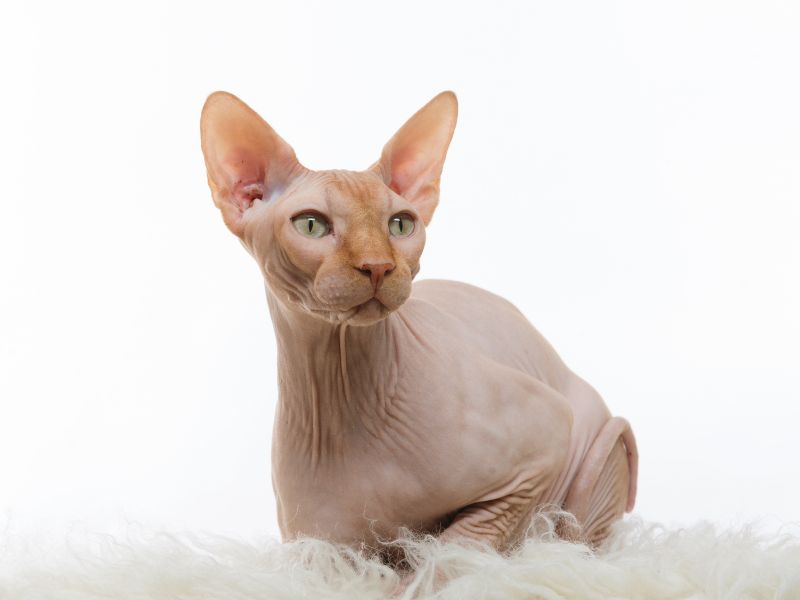 Sphynx Cat, hairless and wrinkly, but cute