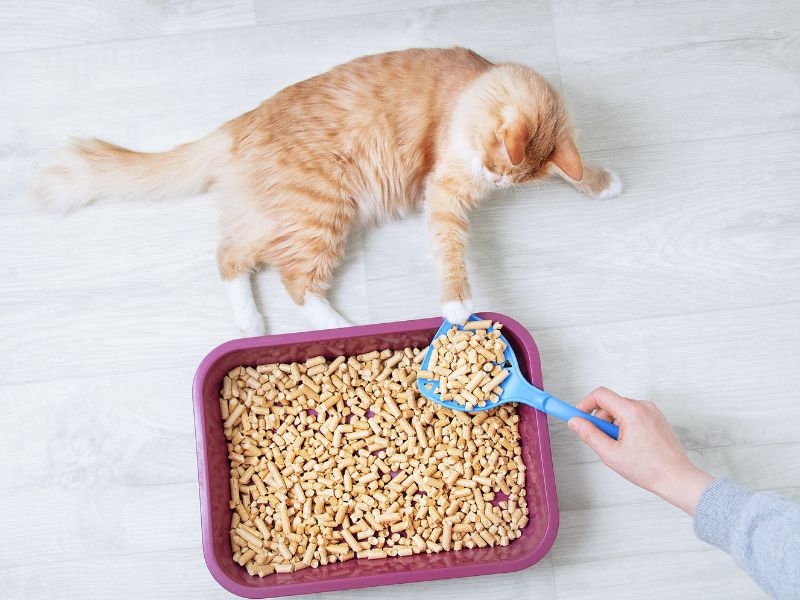 Training a cat to use a litter tray may require patience!