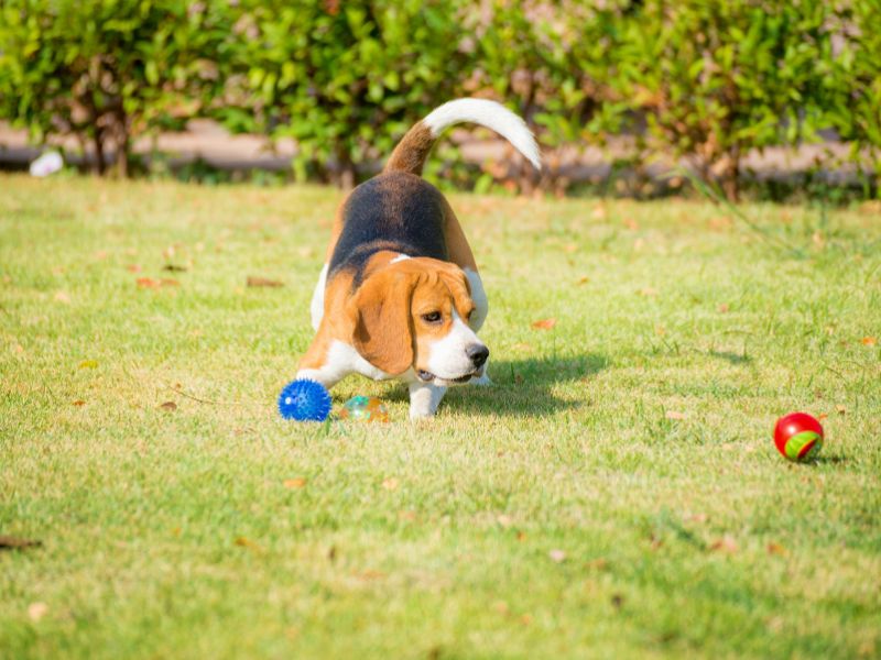 A Beagle deciding which ball to go for