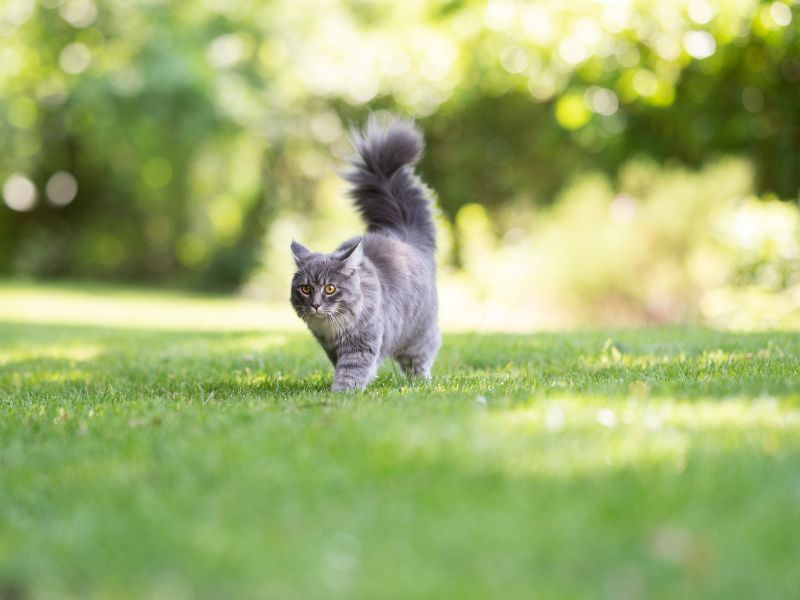 Young Maine Coon exploring the garden on a sunny day