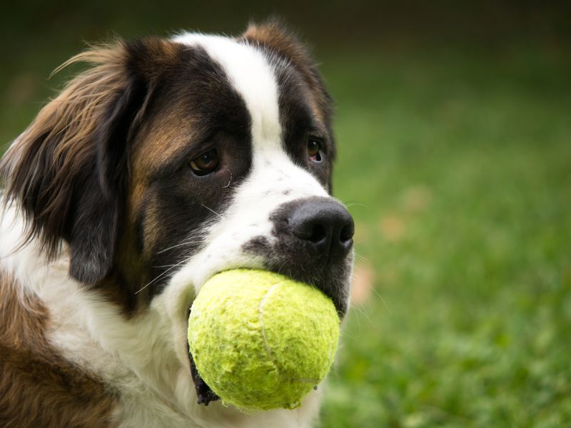A simple tennis ball can provide hours of fun, especially if there are hidden treats inside!