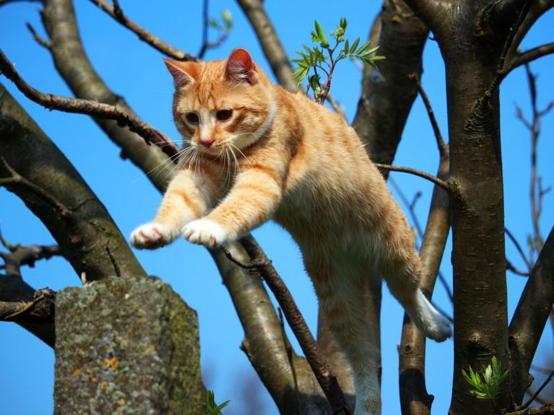 Cats are agile and excellent climbers