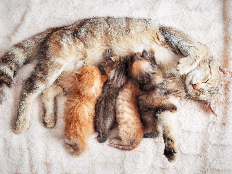 Cats can have multiple litters per year, that can be a lot of kittens!