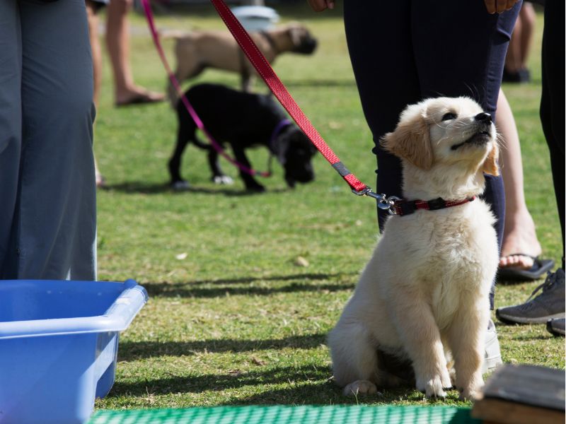 Dog training classes can be a great way to socialize your dog
