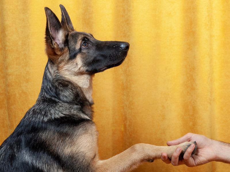 German Shepherd learning to give a paw!
