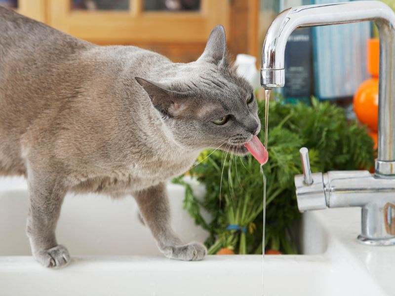 Grey cat drinking from the tap