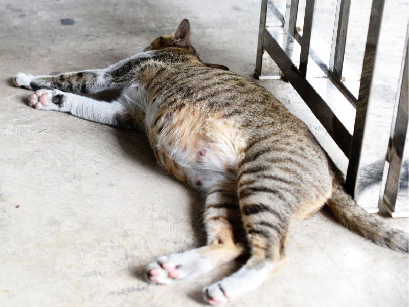 Pregnant cat lying on the floor