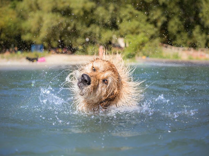 Some dogs love to cool down in the water