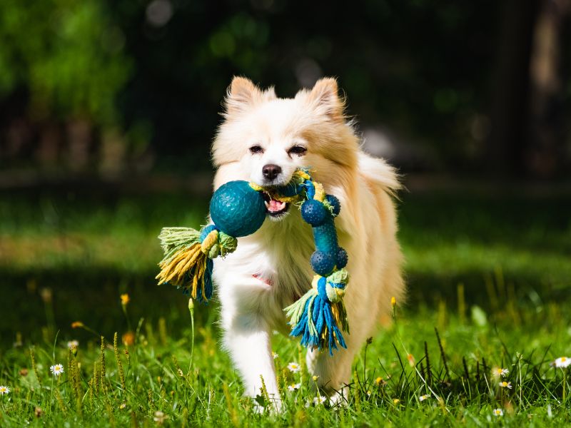 Your dog can have a lot of fun with homemade toys