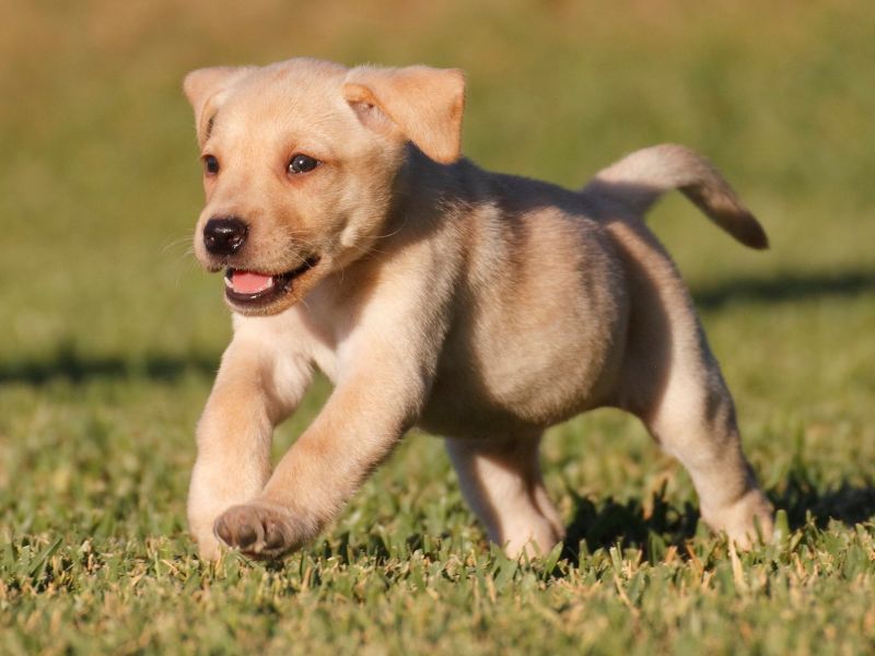 A Labrador puppy running on the grass