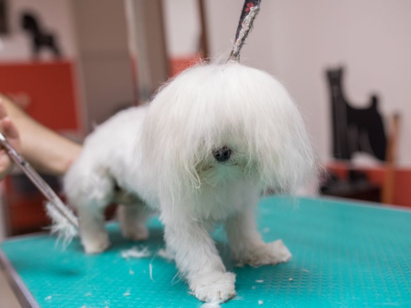 A Pup's first grooming experience can be a little stressful!