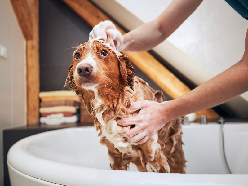 A good quality dog shampoo is better for your dog