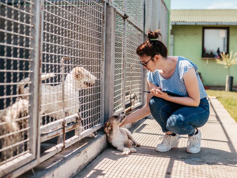 Adopting a dog from a shelter can be rewarding