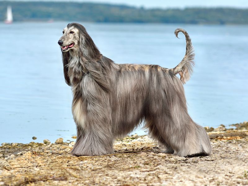Beautifully coated Afghan Hound by the lakeside
