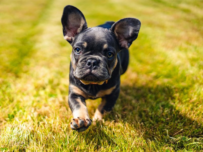 French Bulldog pup running on the grass