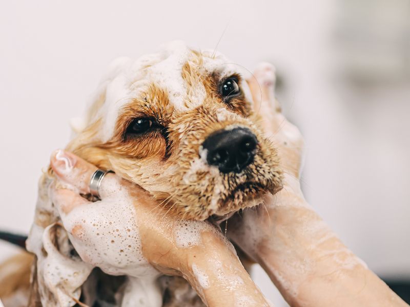 Groomer gently washing the dog