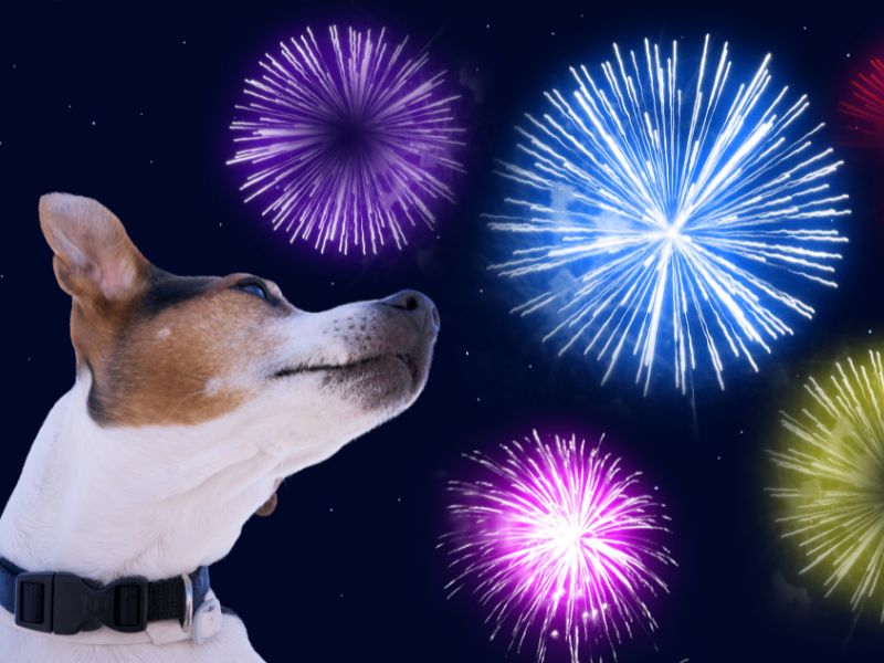 Loud and brightly colored fireworks can scare your dog