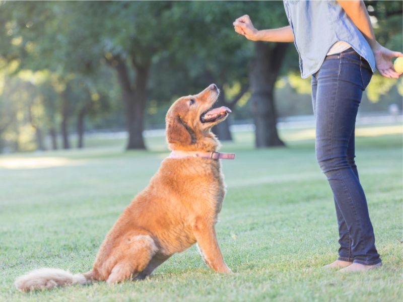 Obedience training is great for both the dog and dog owner