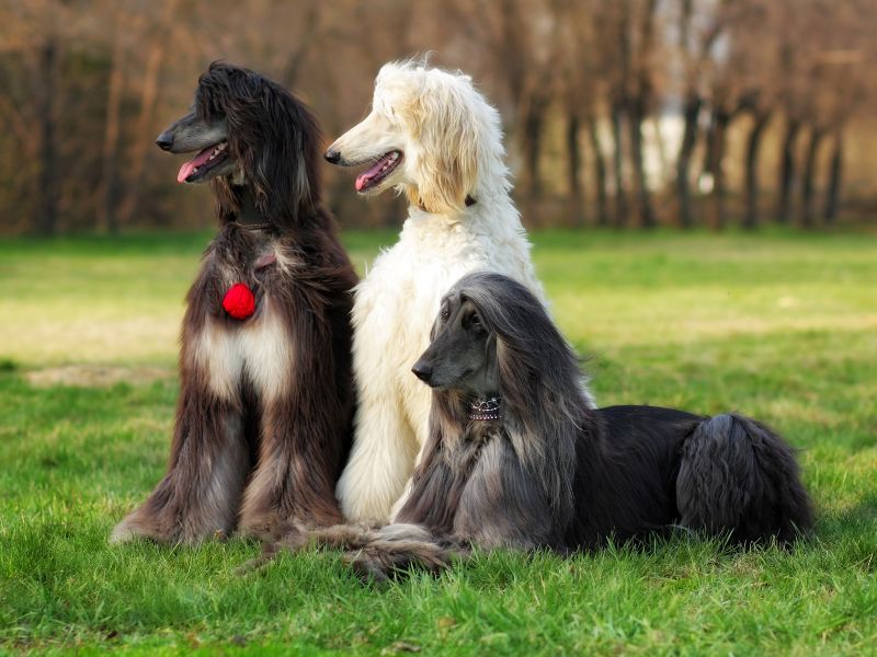 Three Afghan Hounds sitting on the grass