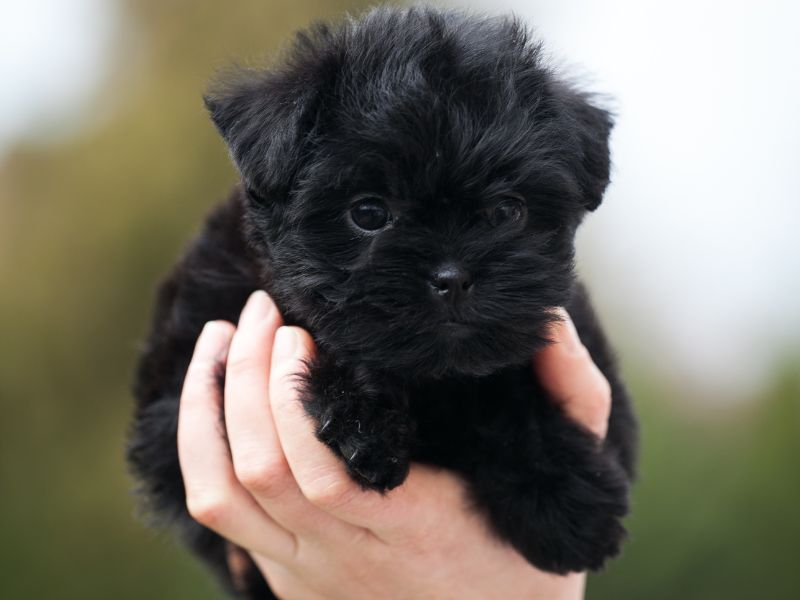 Tiny Affenpinscher puppy