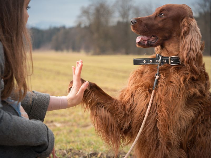 Training builds up the bond between you and your dog