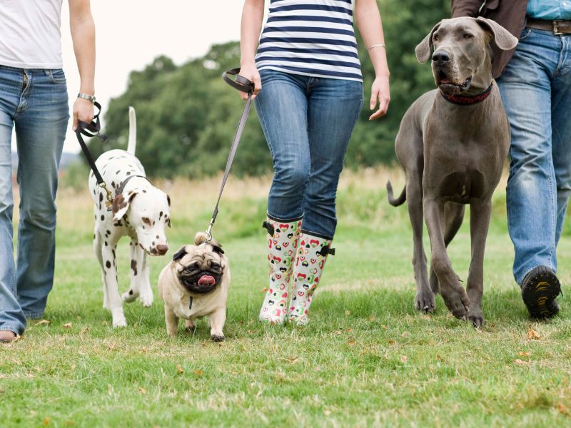 Walking the dog can lead to it meeting other dogs, improving socialization
