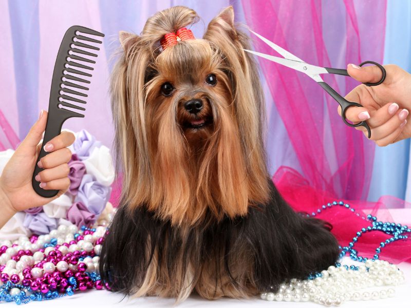 Yorkshire Terrier getting first class salon treatment