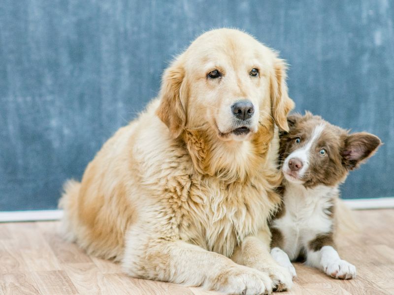 Young and old_ Border Collie pup and a elderly Golden Retriever