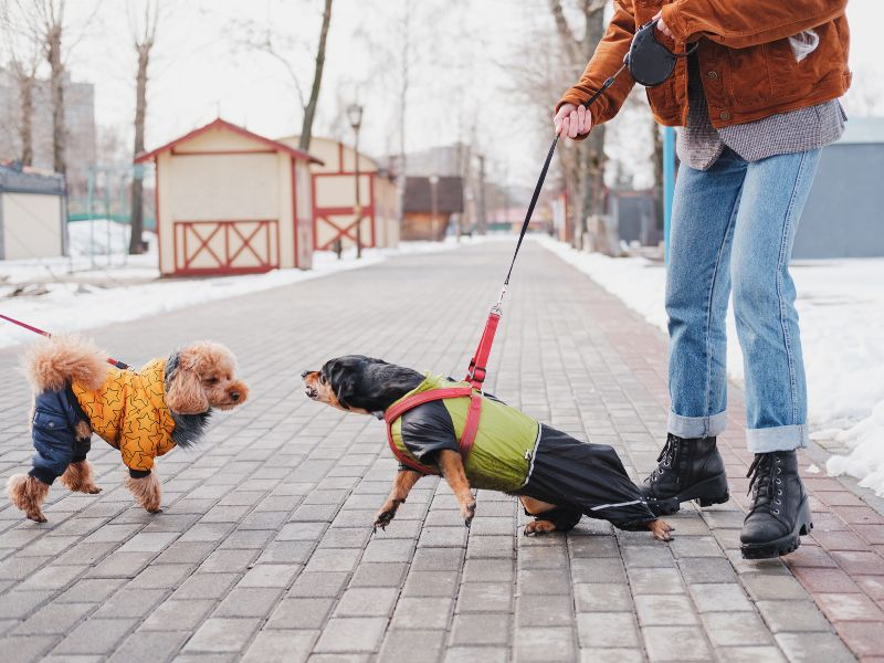 Careful socialization may calm your dogs aggression