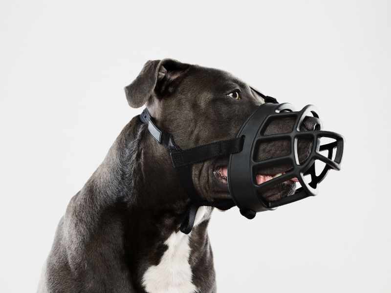 A muzzle and leash will keep other dogs and people safe