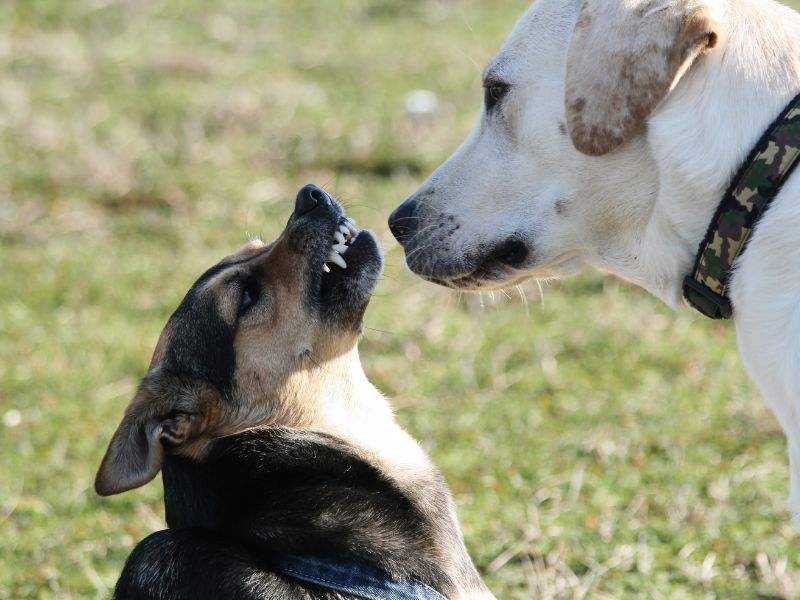 Training and socialization will teach your dog appropriate behavior