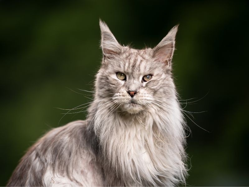 10 year old Maine Coon with cataract eye illness