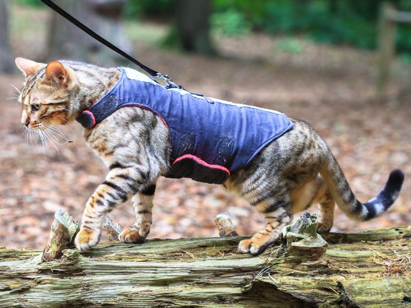 A Bengal cat investigating a log in the wood during a walk