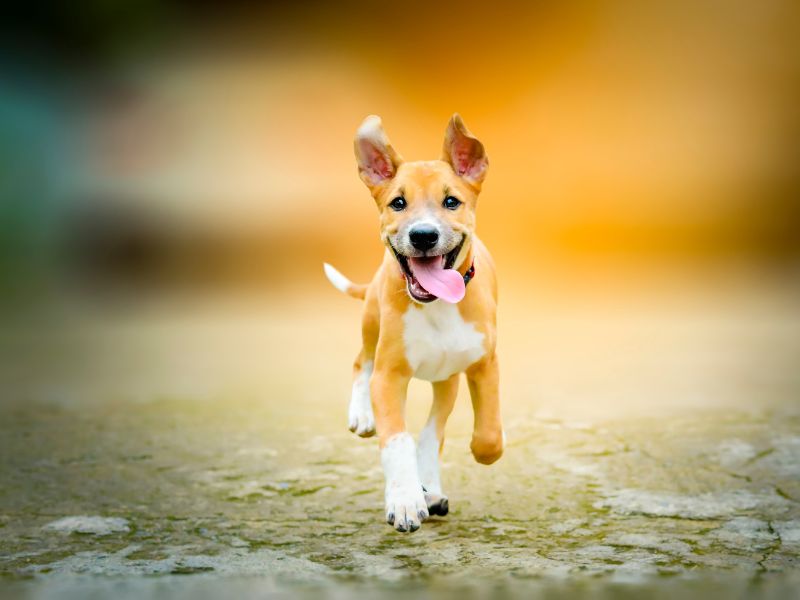 A happy dog running to the camera