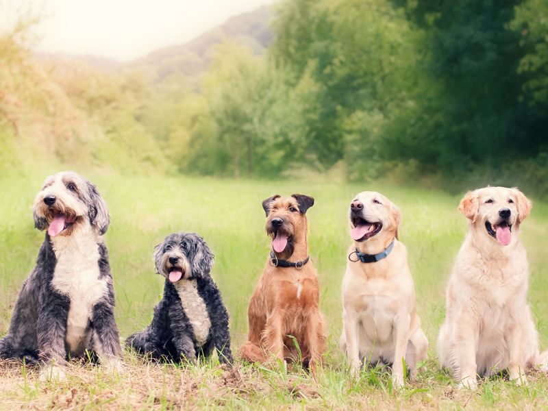 A photograph of more than one dog can be hard to set up